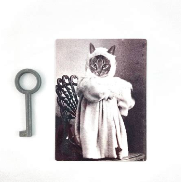 Cat magnet